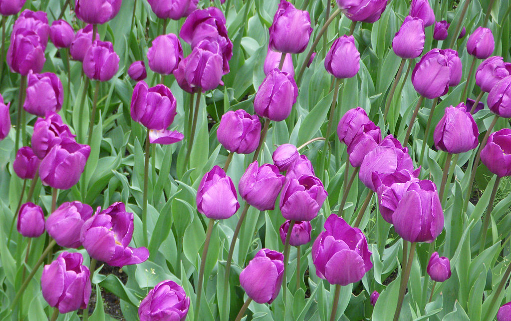 Tulpenfeld mit lila Blüten