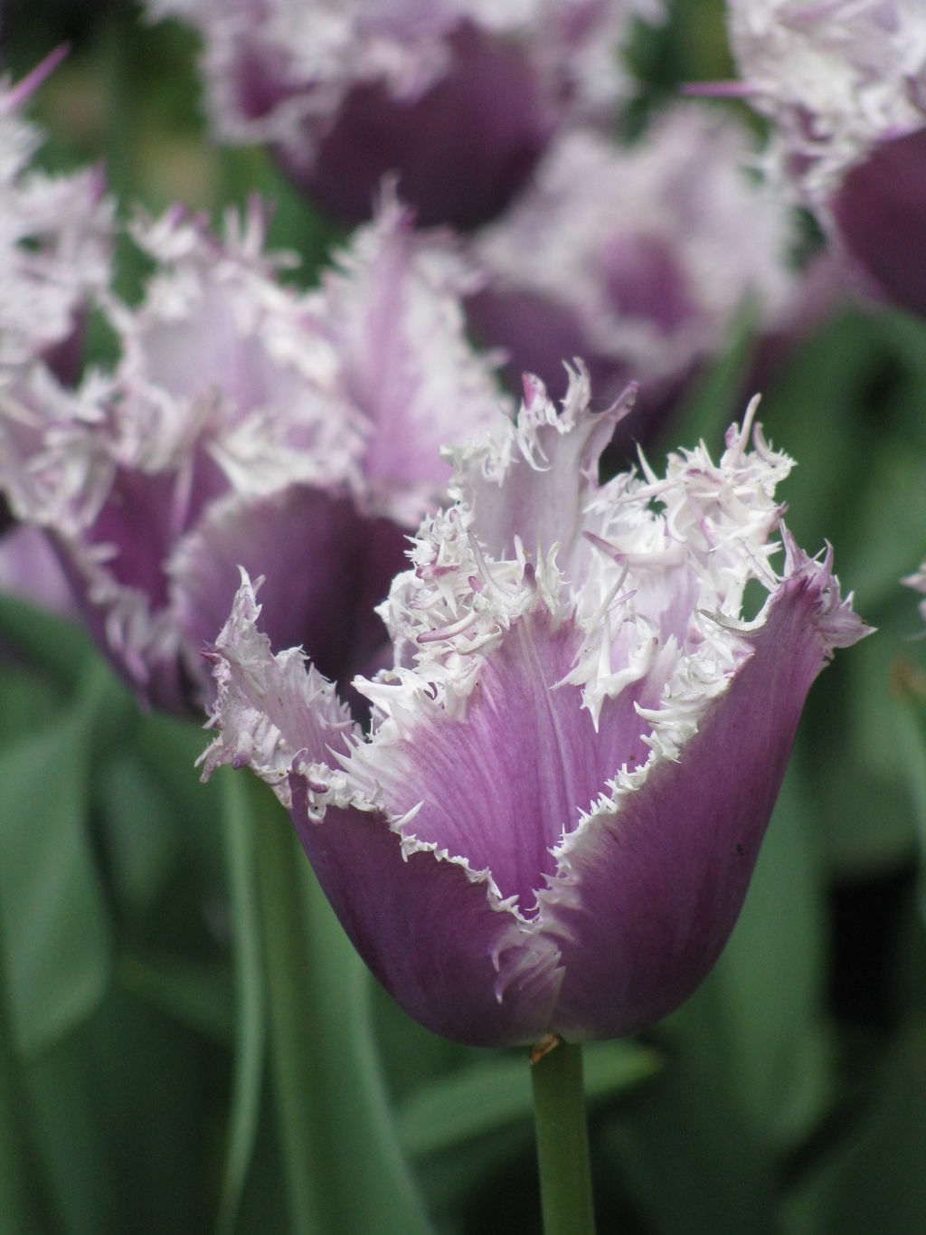 Tulpe lila