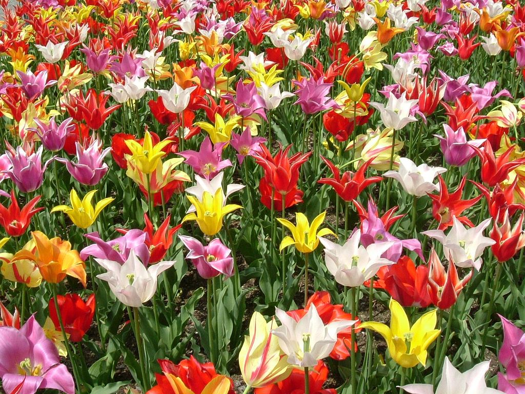 buntes Tulpenfeld