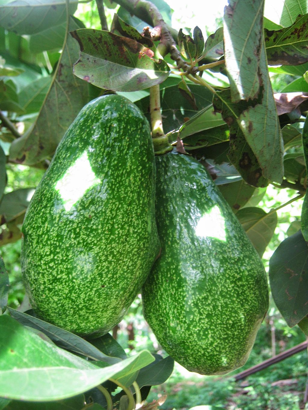 Avocados am Baum