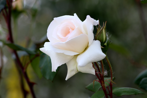 Die Rose